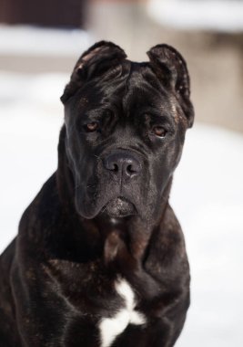 Cane Corso, dışarıdaki siyah köpek