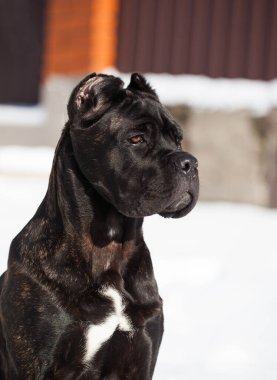 Cane Corso, dışarıdaki siyah köpek