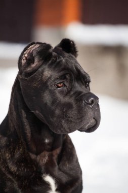 Cane Corso, dışarıdaki siyah köpek