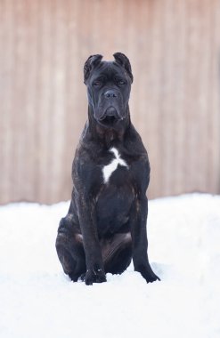 Cane Corso, dışarıdaki siyah köpek