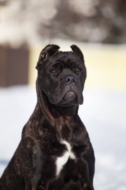 Cane Corso, dışarıdaki siyah köpek