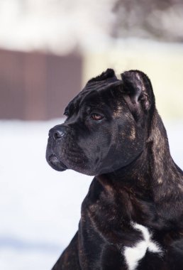 Cane Corso, dışarıdaki siyah köpek