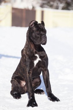 Cane Corso, dışarıdaki siyah köpek