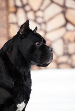 Cane Corso, dışarıdaki siyah köpek