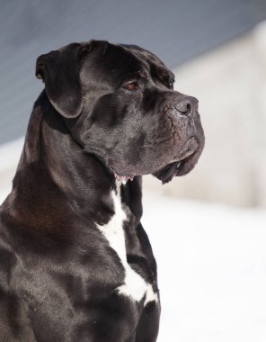 Cane Corso, dışarıdaki siyah köpek