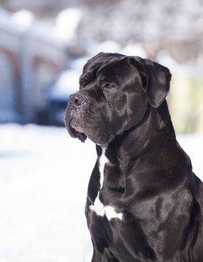 Cane Corso, dışarıdaki siyah köpek