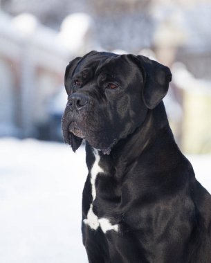 Cane Corso, dışarıdaki siyah köpek