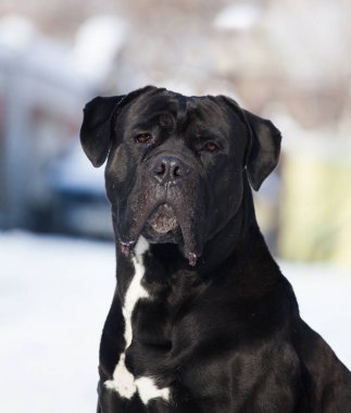 Cane Corso, dışarıdaki siyah köpek