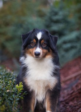 Minyatür Amerikan Çoban Köpeği bahçede