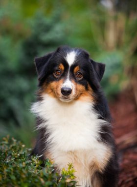 Minyatür Amerikan Çoban Köpeği bahçede