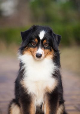 Minyatür Amerikan Çoban Köpeği bahçede