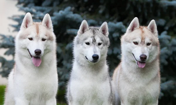Três Huskies Parque — Fotografia de Stock