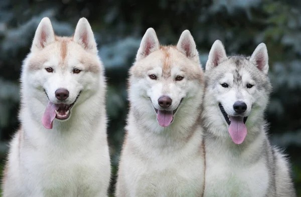 Trzy Huskies Parku — Zdjęcie stockowe