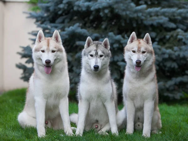 Tres Huskies Parque —  Fotos de Stock