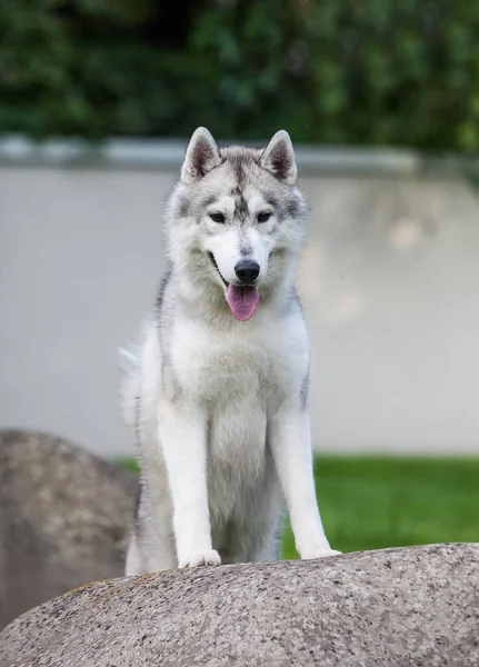 公园里美丽的灰色西伯利亚哈士奇小狗 — 图库照片