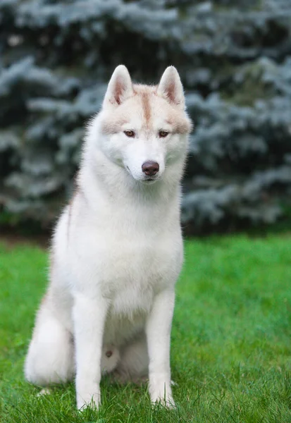 Beautiful Gray Siberian Husky Puppy Park — Fotografia de Stock