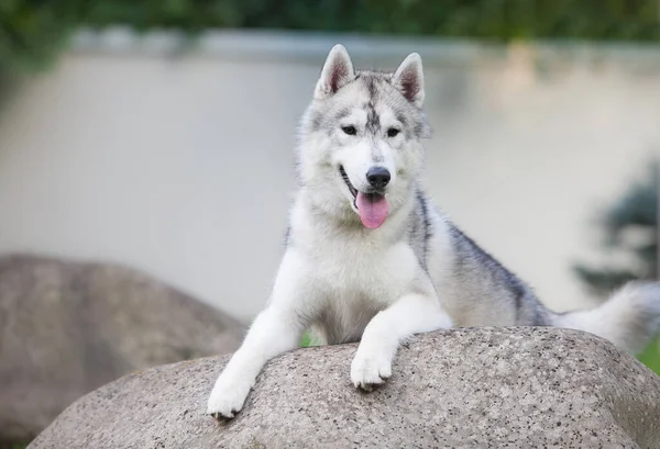 Beautiful Gray Siberian Husky Puppy Park —  Fotos de Stock