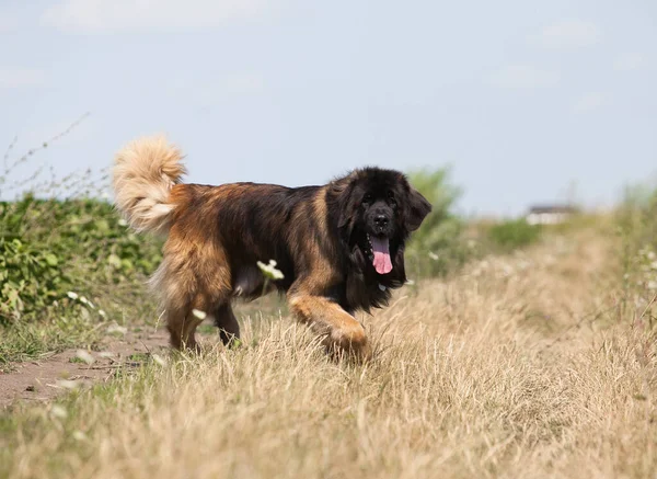 Krásný Velký Pes Plemeno Leonberger — Stock fotografie