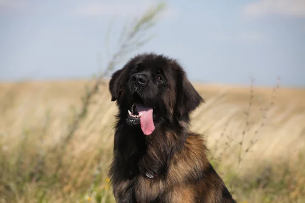 Güzel Büyük Köpek Cinsi Leonberger — Stok fotoğraf