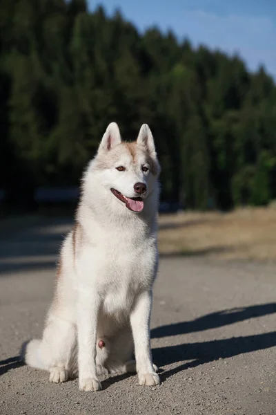 公园里美丽的灰色西伯利亚哈士奇小狗 — 图库照片