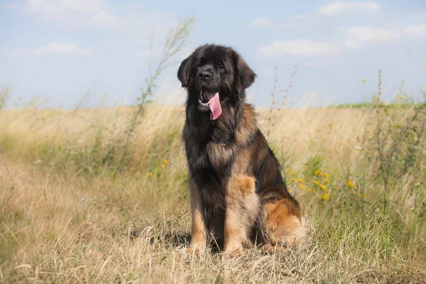 漂亮的大狗品种里昂伯格 — 图库照片