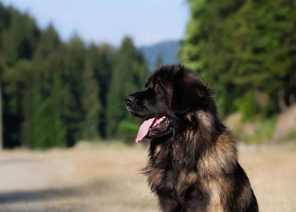Bonito Cão Grande Raça Leonberger — Fotografia de Stock