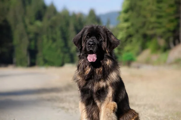 Mooie Grote Hond Ras Leonberger — Stockfoto