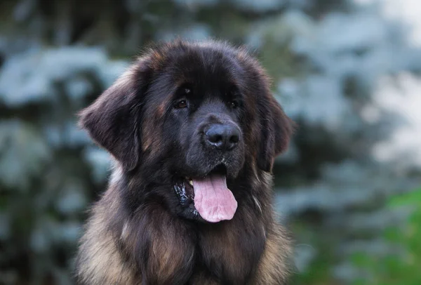 Όμορφη Ράτσα Μεγάλων Σκύλων Leonberger — Φωτογραφία Αρχείου