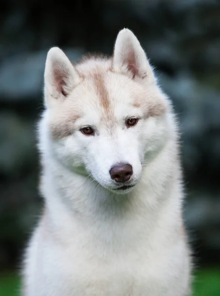 Beautiful Gray Siberian Husky Puppy Park — Stock fotografie