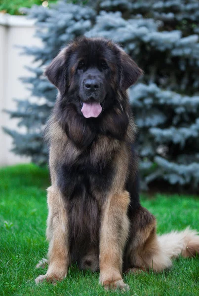 漂亮的大狗品种里昂伯格 — 图库照片