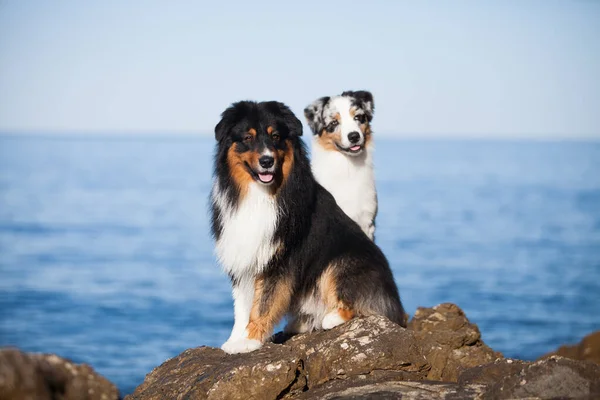 İki Avustralyalı çoban denizde kayalıklarda