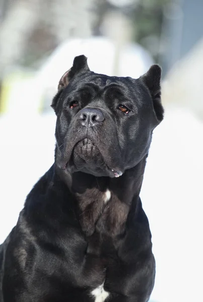 Cane Corso Anjing Hitam Luar Ruangan — Stok Foto