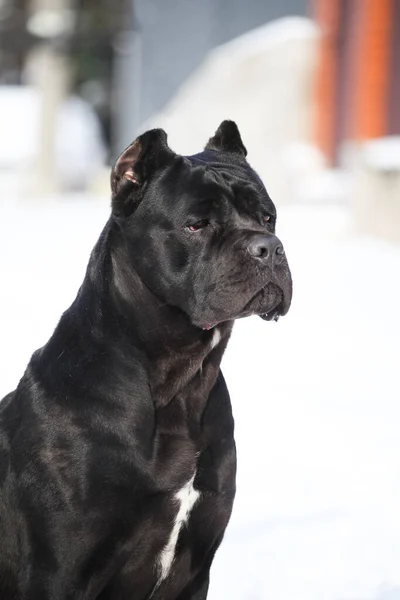 Cane Corso Black Dog Outdoors — Stock Photo, Image