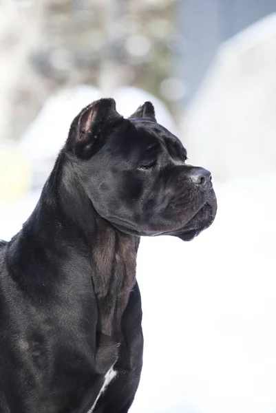 Cane Corso Schwarzer Hund Freien — Stockfoto