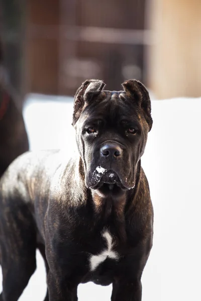 Cane Corso Dışarıdaki Siyah Köpek — Stok fotoğraf
