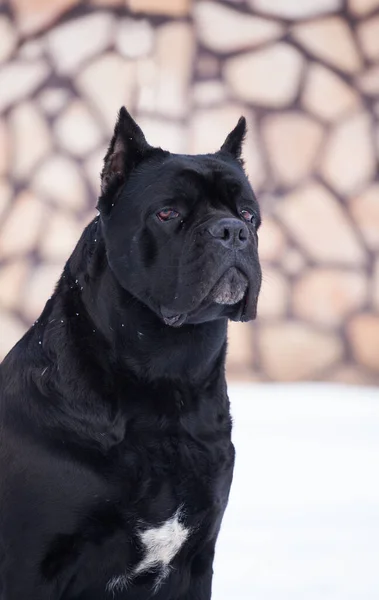 Cane Corso Perro Negro Aire Libre —  Fotos de Stock