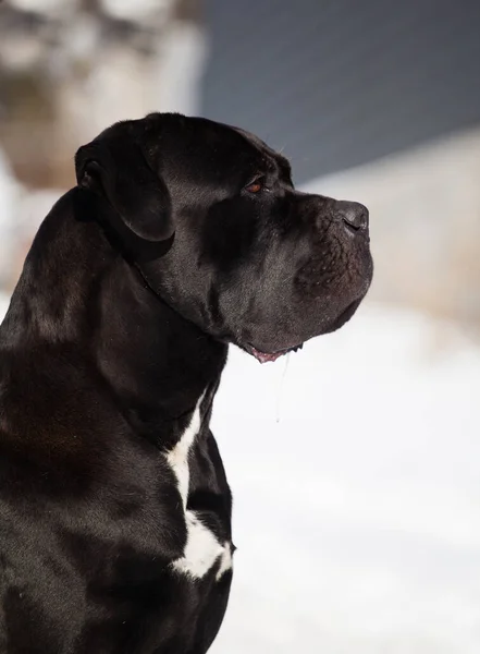 Cane Corso Μαύρο Σκυλί Εξωτερικούς Χώρους — Φωτογραφία Αρχείου