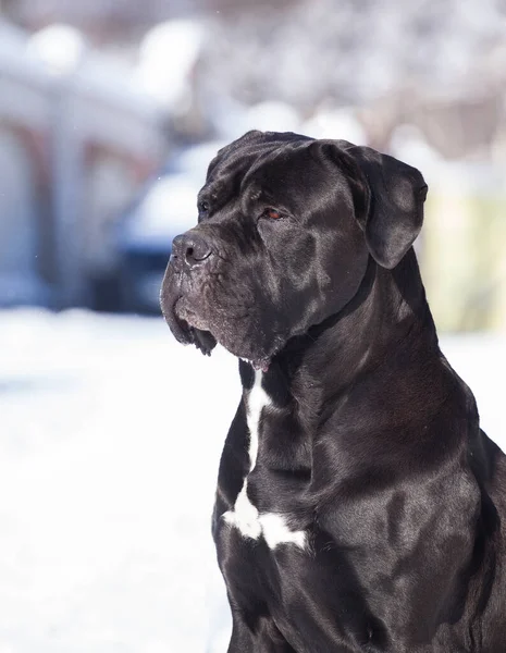 Cane Corso Μαύρο Σκυλί Εξωτερικούς Χώρους — Φωτογραφία Αρχείου