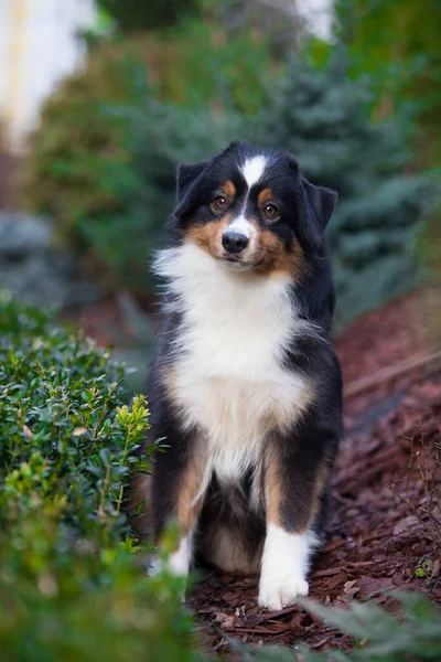 花园中的迷你美国牧羊犬 — 图库照片