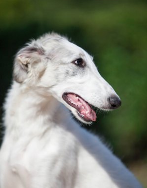 Parktaki Rus borzoisi.