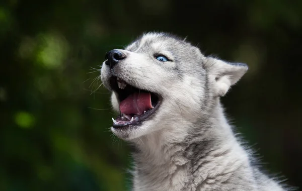 Little Husky Looks Wolf — Stock Photo, Image