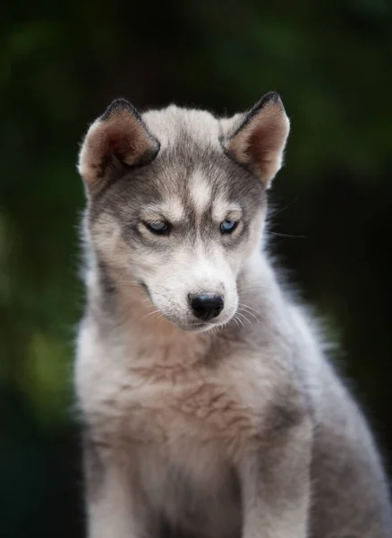 Kleiner Husky Der Aussieht Wie Ein Wolf — Stockfoto