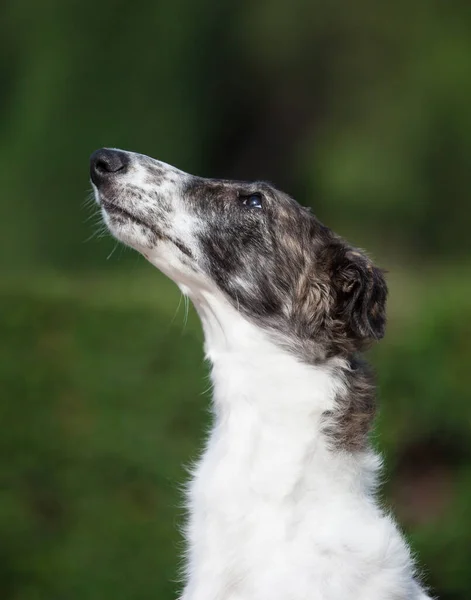 stock image Russian borzoi in the park