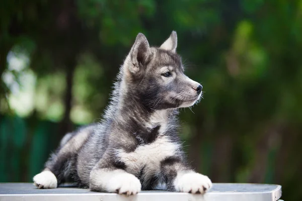 Kleine Husky Die Eruit Ziet Als Een Wolf — Stockfoto