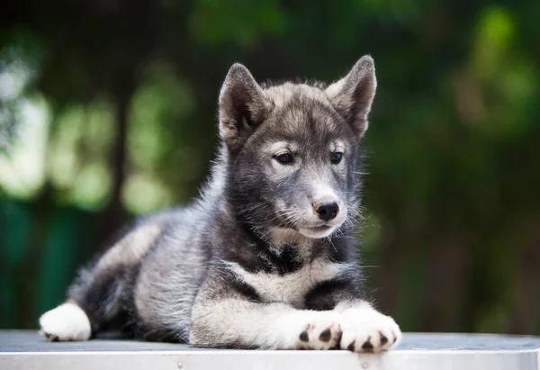 Pequeño Husky Que Parece Lobo —  Fotos de Stock