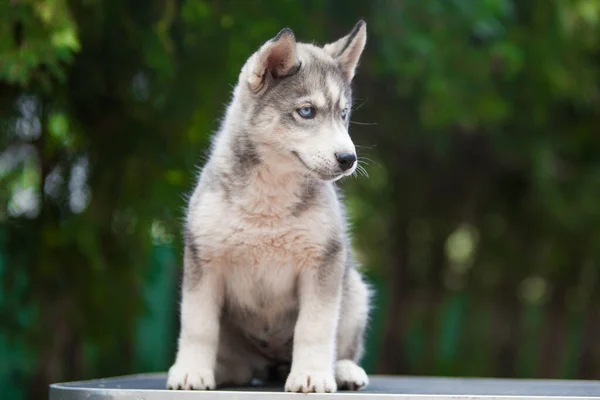 Kleine Husky Die Eruit Ziet Als Een Wolf — Stockfoto