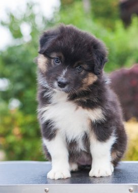 Avustralya çoban köpeği parkta üç renkli