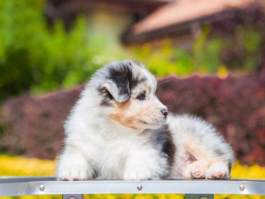 Avustralya çoban köpeği mavi mermer köpek yavrusu parkta