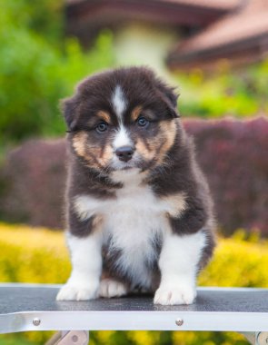 Avustralya çoban köpeği parkta üç renkli