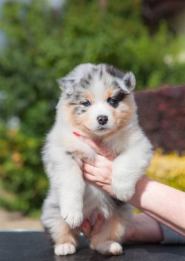 Avustralya çoban köpeği mavi mermer köpek yavrusu parkta